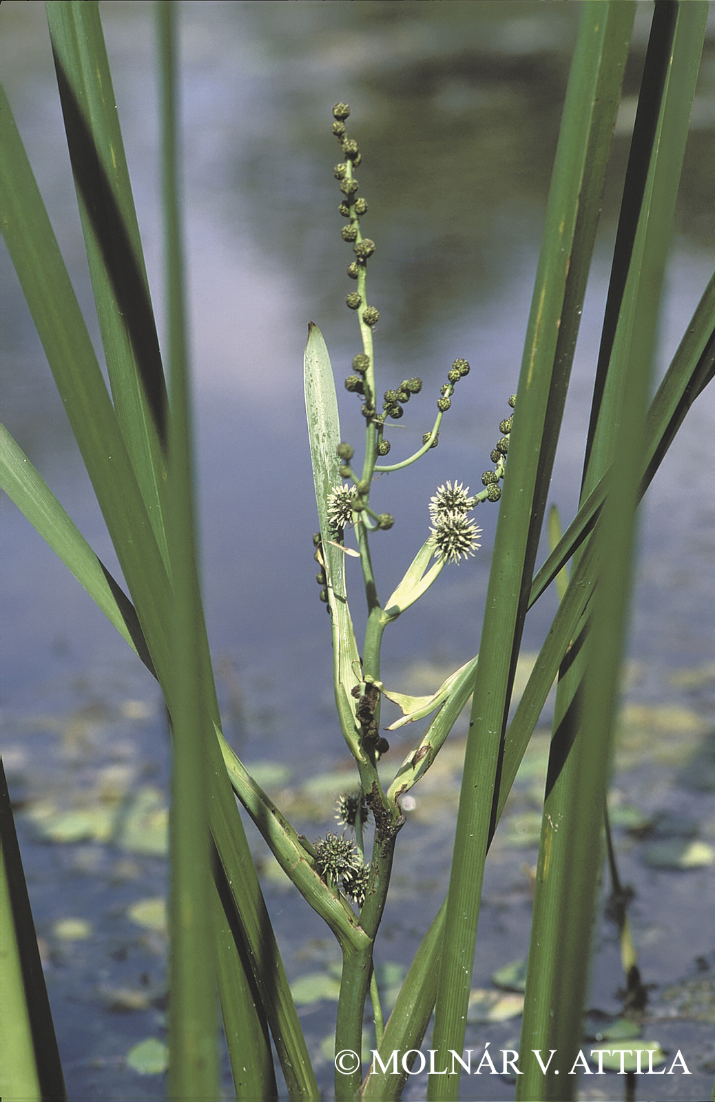 Sparganium erectum L.