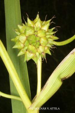 Sparganium erectum L. 2.Image