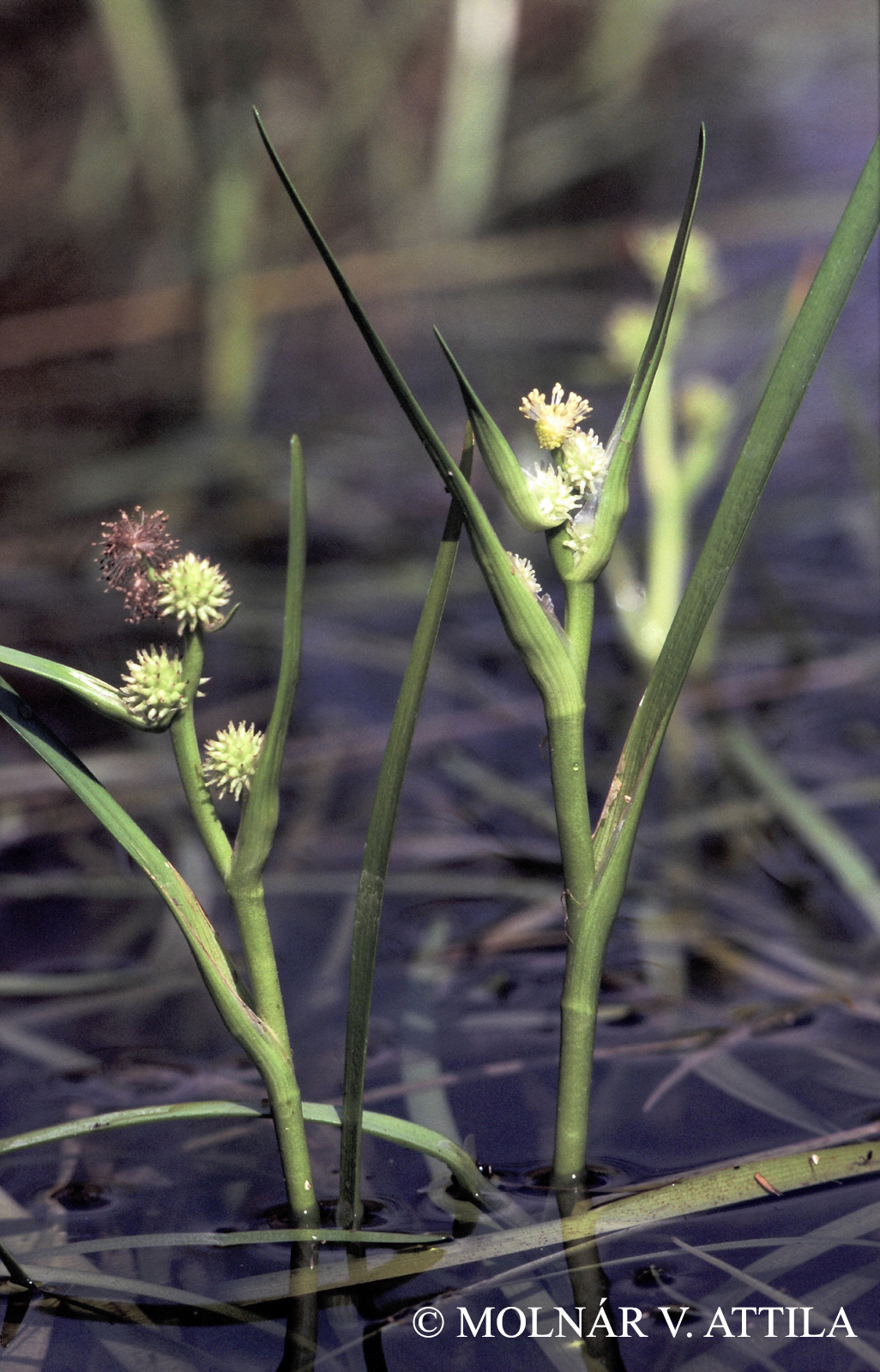 Sparganium natans L.