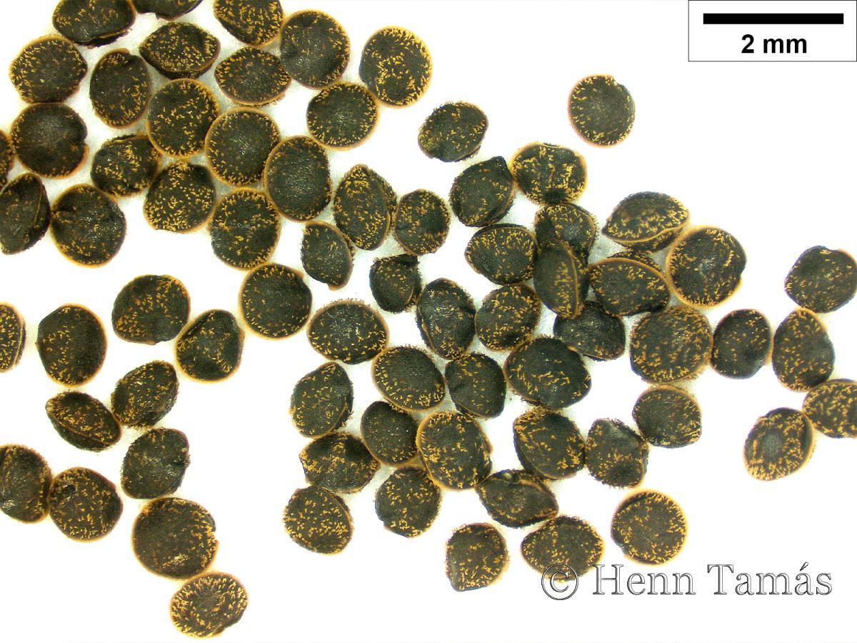 Spergula arvensis L.