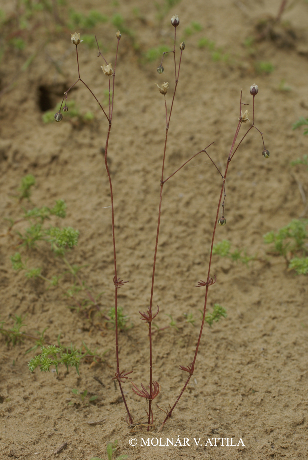 Spergula pentandra L.