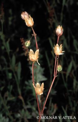 Spergula pentandra L. 2.Kép