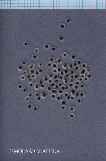 Spergula pentandra L. 3.Kép