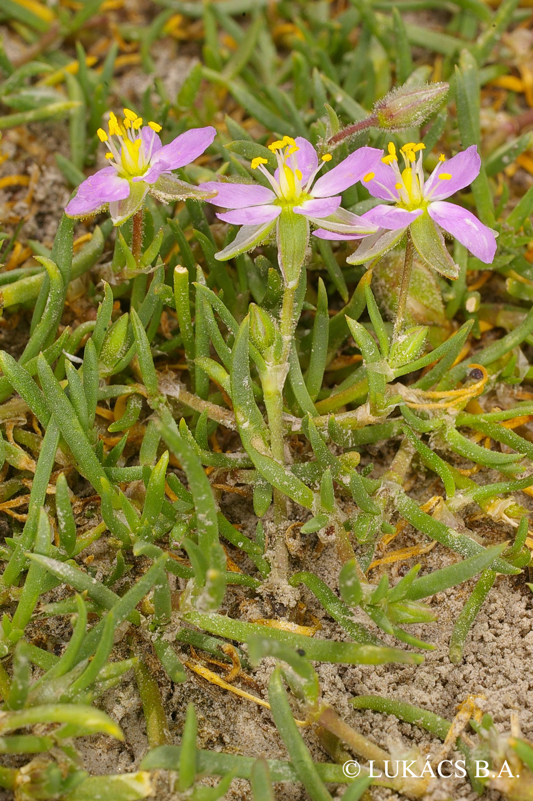 Spergularia maritima (All.) Chiov.
