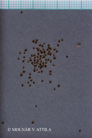 Spergularia maritima (All.) Chiov. 2.Image