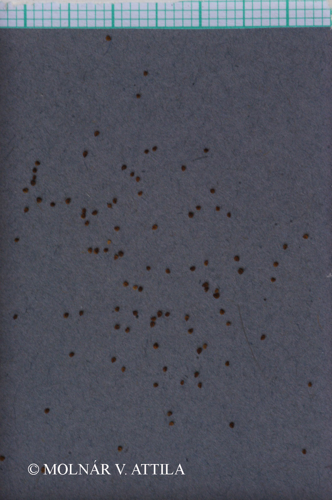 Spergularia rubra (L.) J. et C. Presl