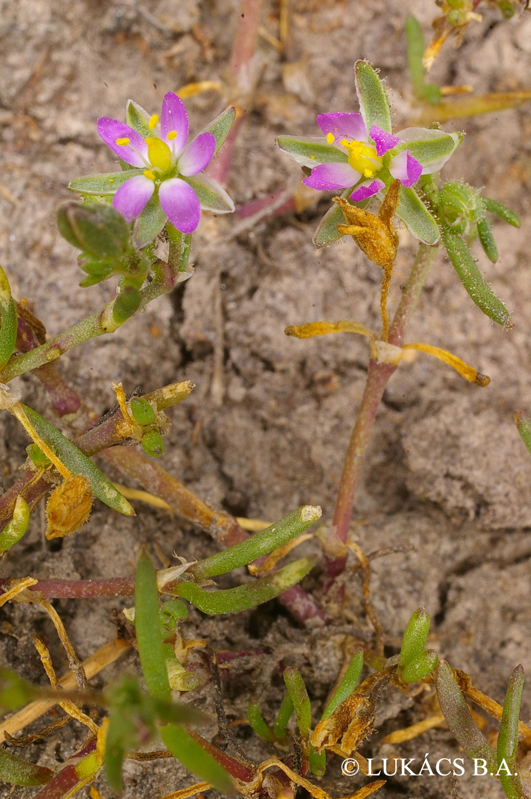 Spergularia salina J. et C. Presl