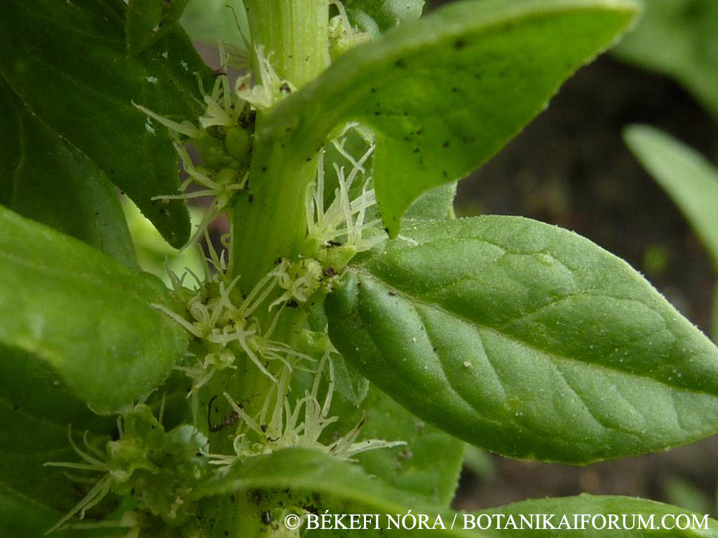Spinacia oleracea L.