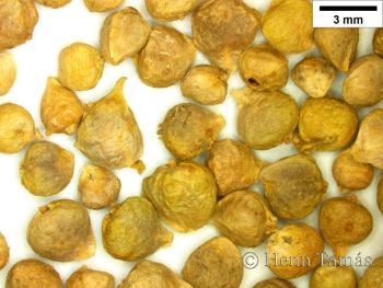 Spinacia oleracea L. 3.Image