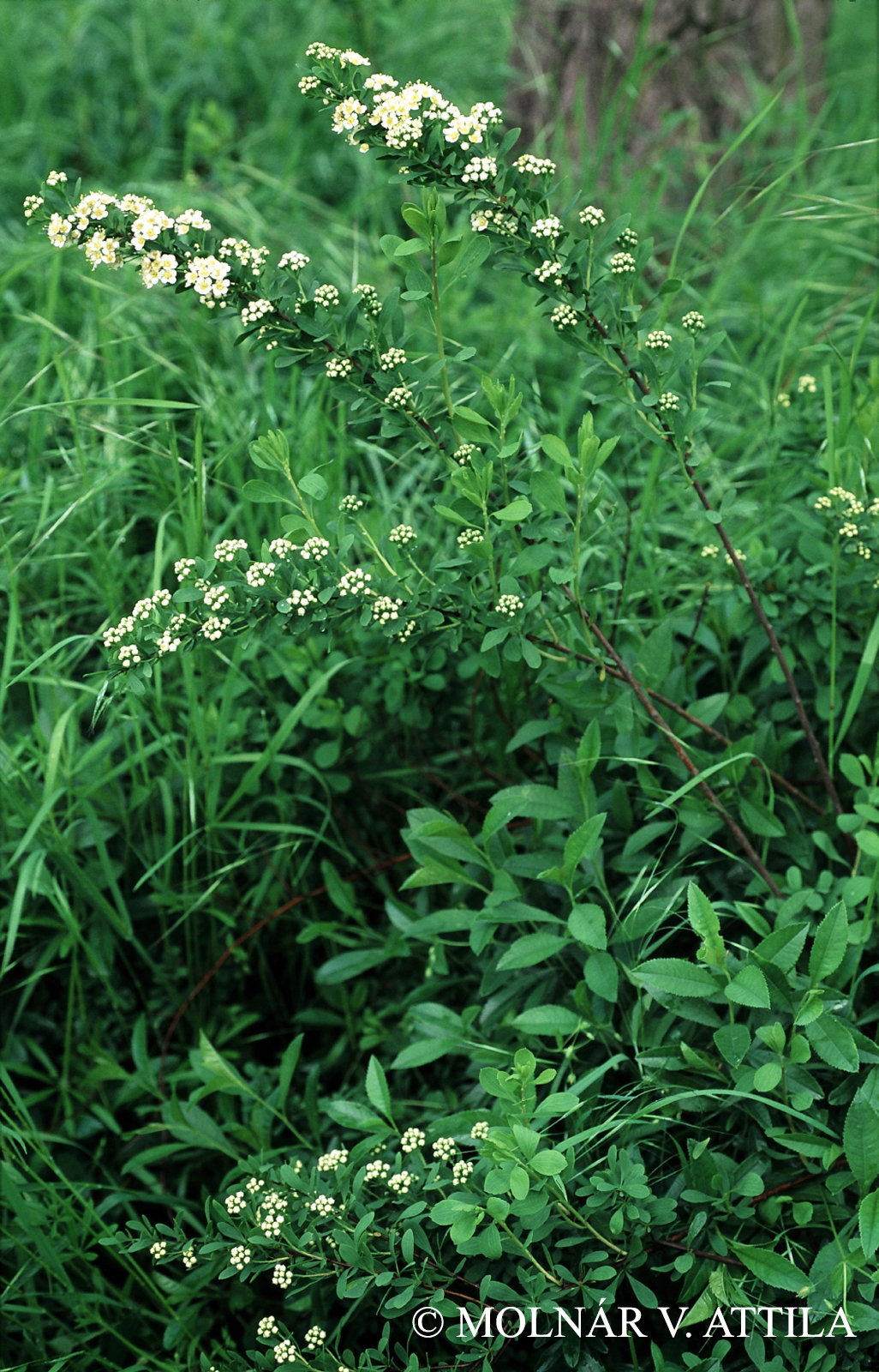 Spiraea crenata L.