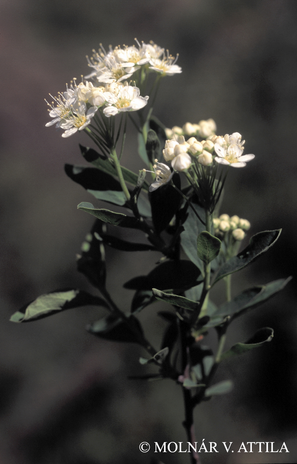 Spiraea media F. Schmidt