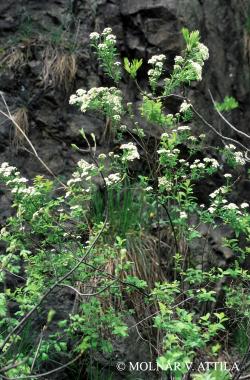 Spiraea media F. Schmidt 2.Image