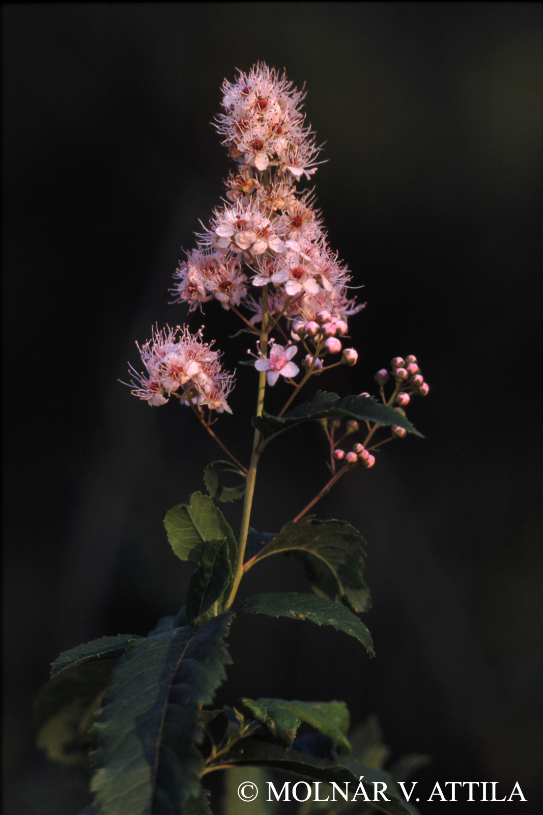 Spiraea salicifolia L.
