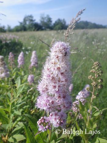 Spiraea salicifolia L. 2.Image