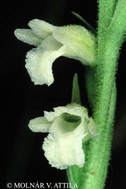 Spiranthes aestivalis (Poir.) Rich. 2.Kép