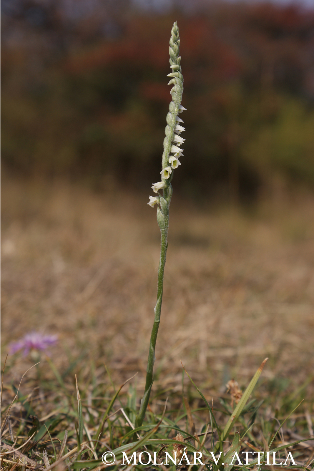 Spiranthes spiralis (L.) Chevall.