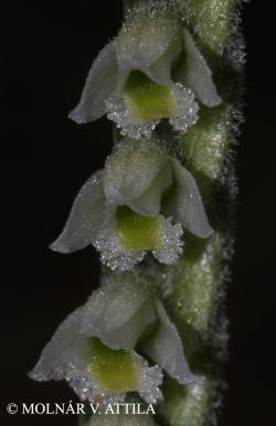 Spiranthes spiralis (L.) Chevall. 2.Kép