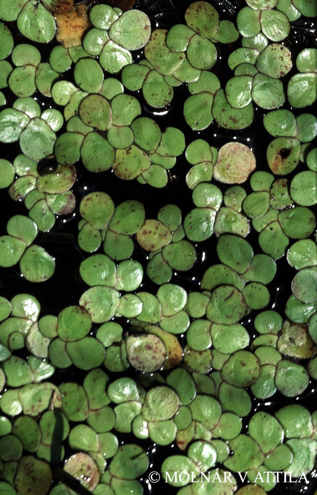 Spirodela polyrhiza (L.) Schleid.