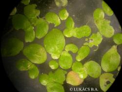Spirodela polyrhiza (L.) Schleid. 2.Kép
