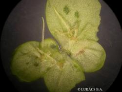 Spirodela polyrhiza (L.) Schleid. 3.Kép