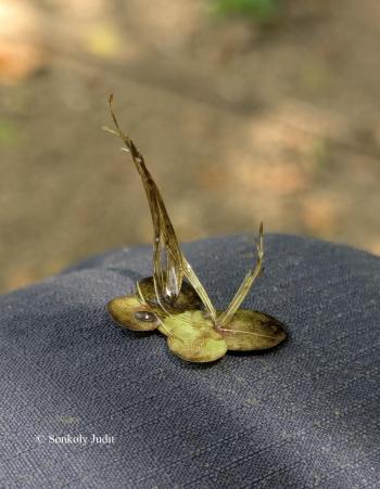 Spirodela polyrhiza (L.) Schleid. 4.Kép