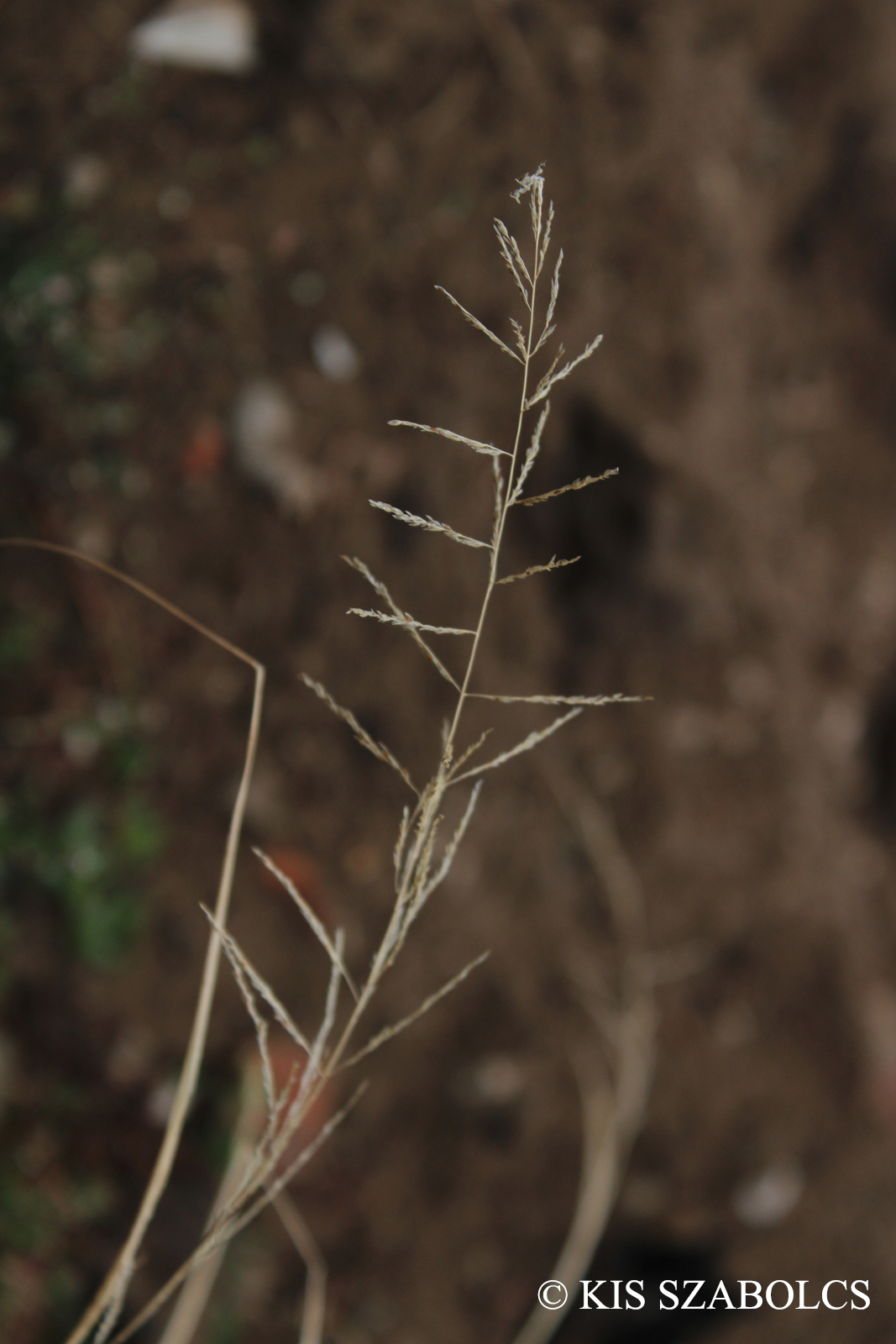 Sporobolus cryptandrus (Torr.) A.Gray