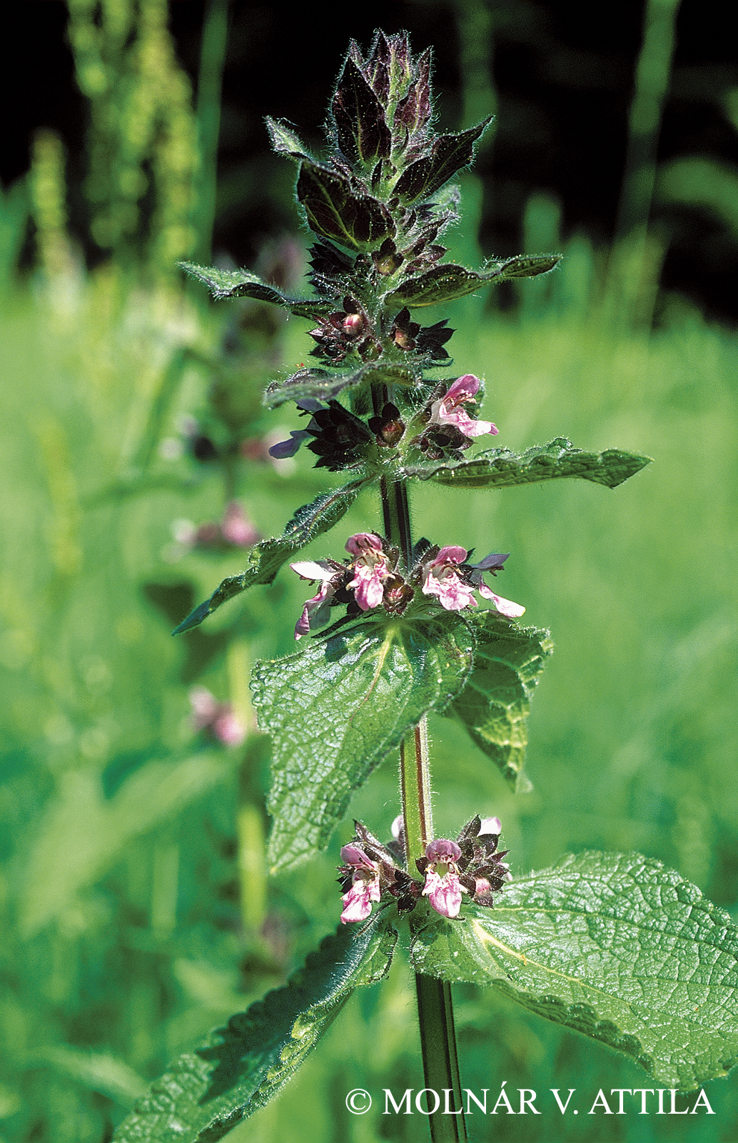 Stachys alpina L.