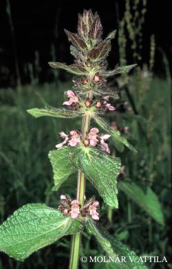 Stachys alpina L. 2.Image