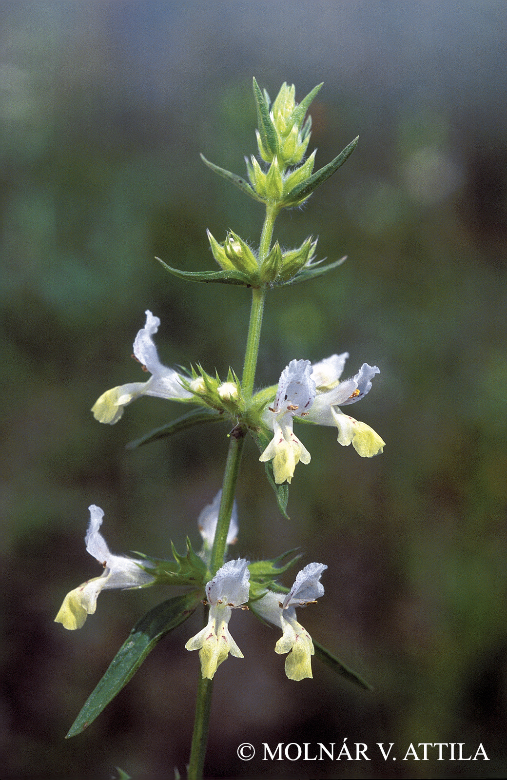 Stachys annua L.