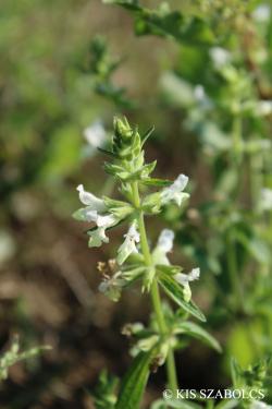 Stachys annua L. 2.Image