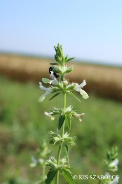 Stachys annua L. 3.Image