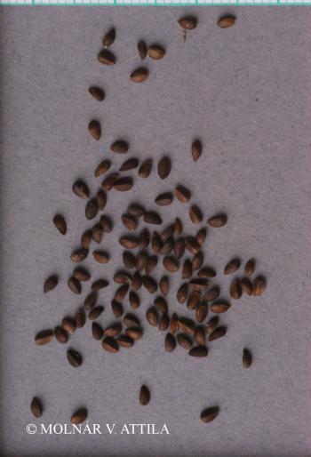 Stachys annua L. 4.Image