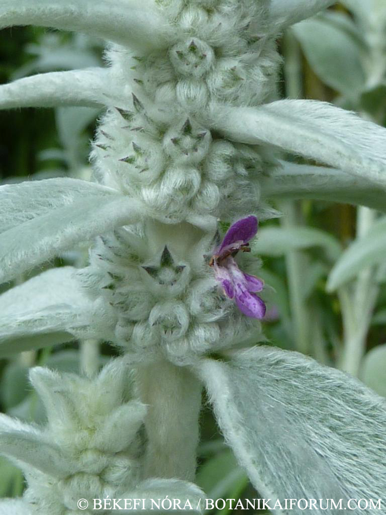 Stachys byzantina K. Koch