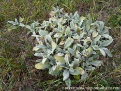 Stachys byzantina K. Koch 2.Image