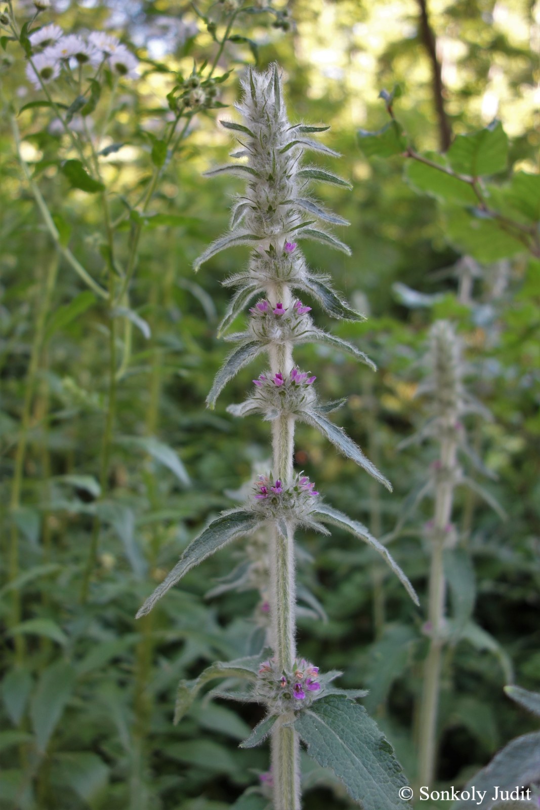Stachys germanica L.