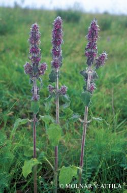 Stachys germanica L. 2.Image