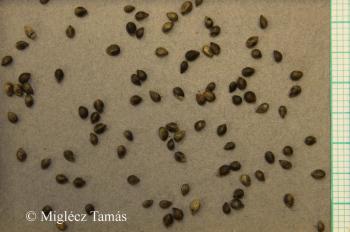 Stachys germanica L. 4.Image