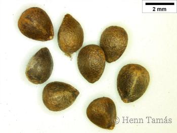 Stachys germanica L. 3.Image