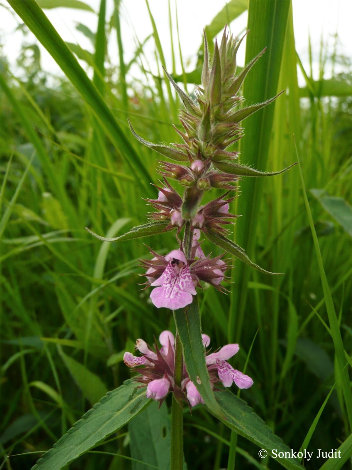Stachys palustris L.
