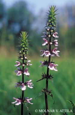 Stachys palustris L. 2.Image