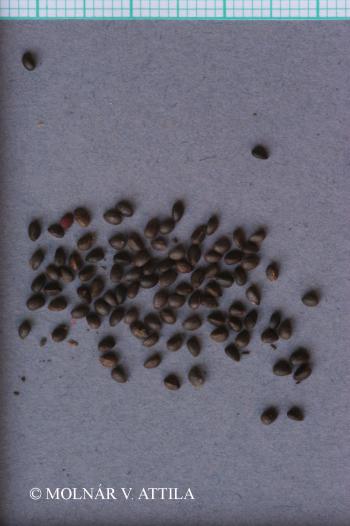 Stachys palustris L. 3.Image