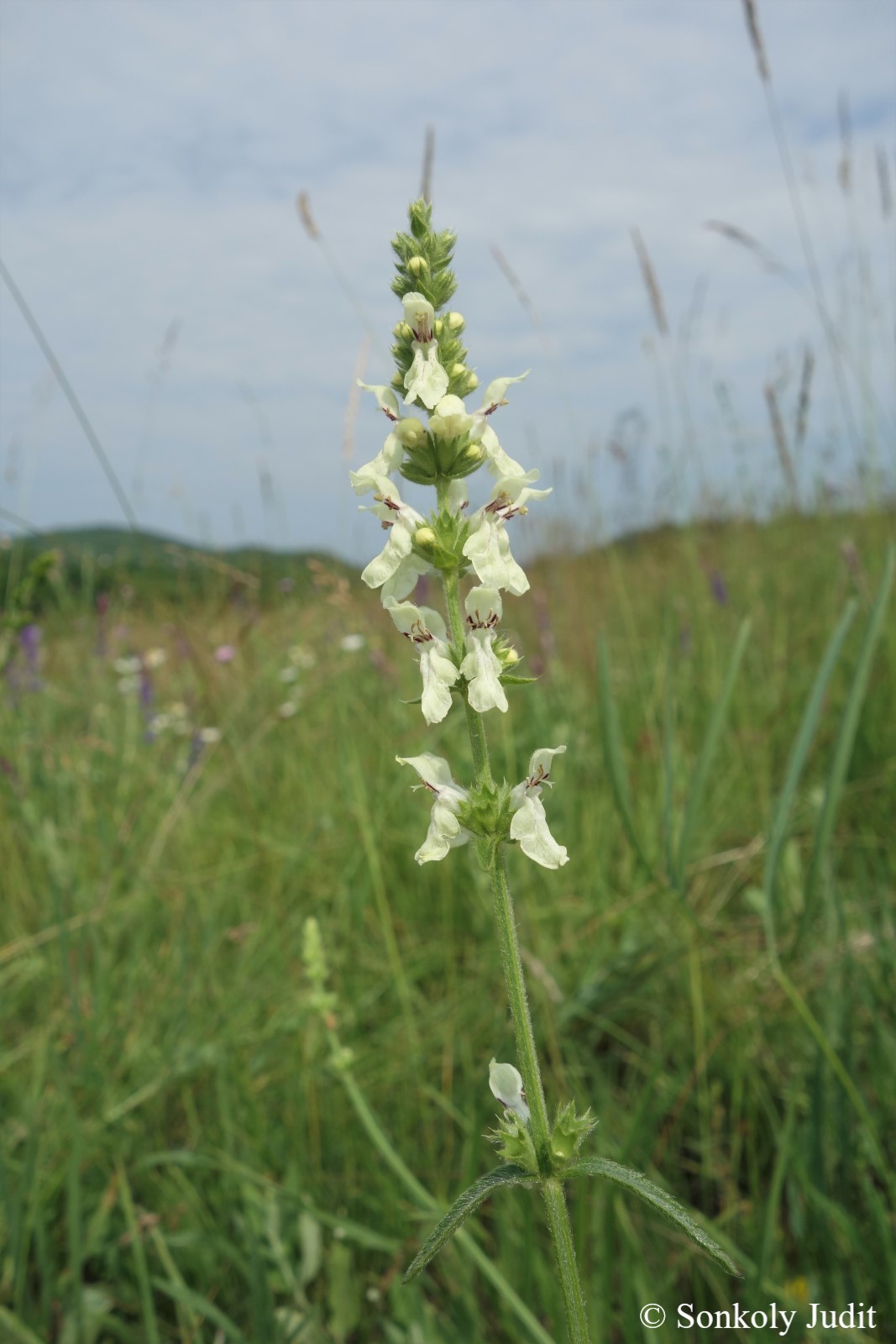 Stachys recta L.