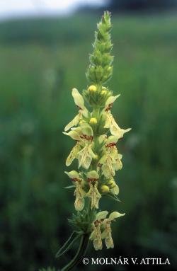 Stachys recta L. 2.Image