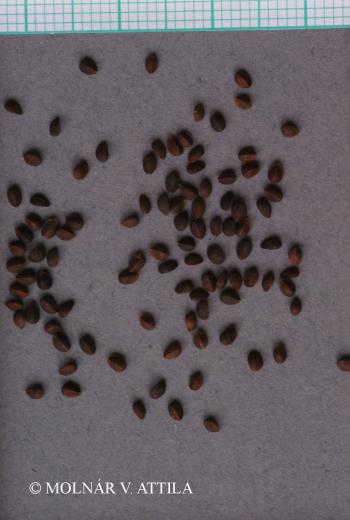 Stachys recta L. 3.Image