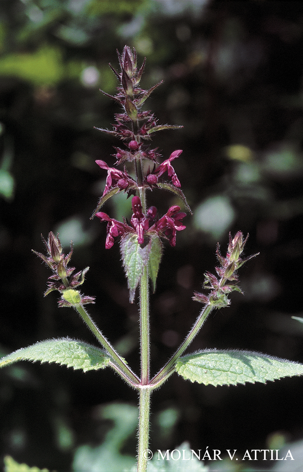 Stachys sylvatica L.