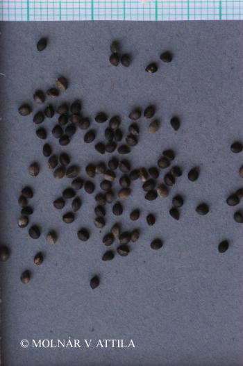 Stachys sylvatica L. 2.Image