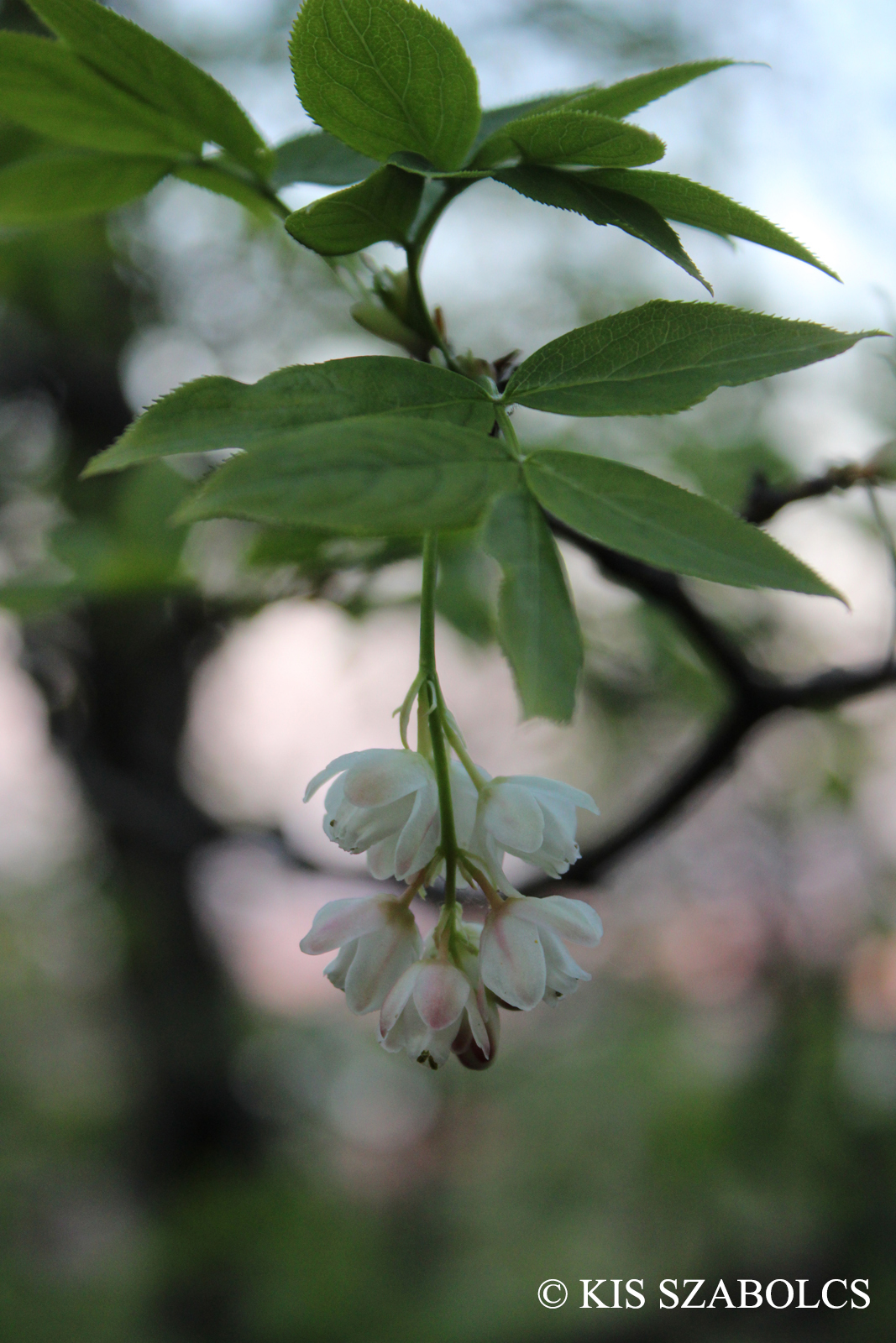Staphylea pinnata L.