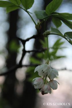 Staphylea pinnata L. 2.Image