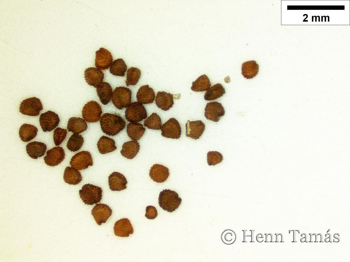 Stellaria alsine Grimm
