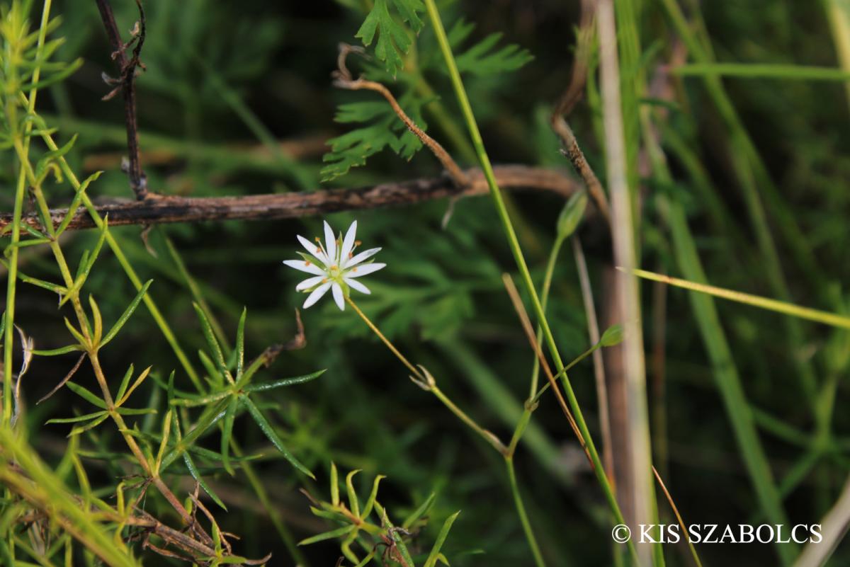 Stellaria graminea L.